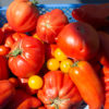 Tomates pour sauce tomate maison