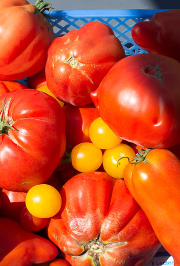 Tomates pour sauce tomate maison