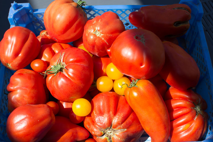 Tomates pour sauce tomate maison